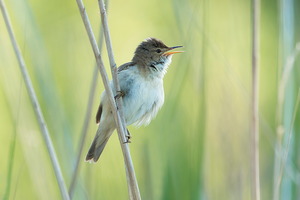 Zangvogels