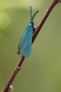 Reis van 18 t/m 21 Juni 2021 naar Hoge Venen en Eifel, België en Duitsland
thema Macrofotografie Vlinders