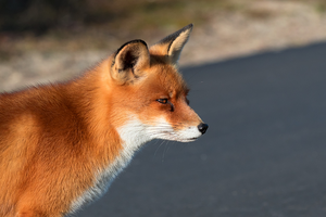 Vos, zeehonden, bruinvis, herten en grote grazers