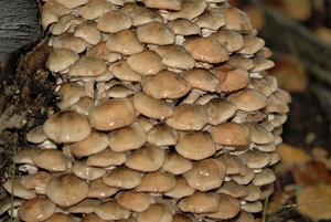 Paddenstoelen en zwammen