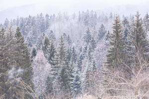 Reis van 20 t/m 25 Februari 2015 naar Neuschönau, Bayerischer Wald, Duitsland
thema Wildlife