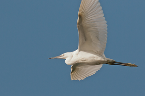 Reigers, Aalscholver, Roofvogels, IJsvogel e.a.