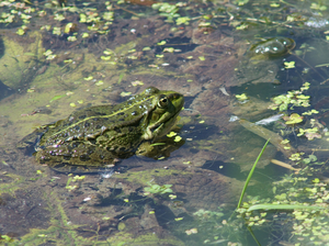 Reptielen en Amfibieën