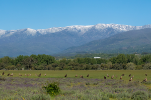 Reis van 07 t/m 14 April 2024 naar Spanje, Calera y Chozas, Toledo en Extremadura, thema vogels