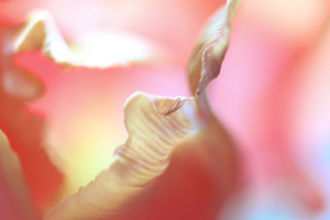Macrofotografie flora.
Ik houd ervan om de bloemen die kleur te geven zoals ik ze op de dag van het fotograferen zag. Dus zo natuurlijk mogelijk.