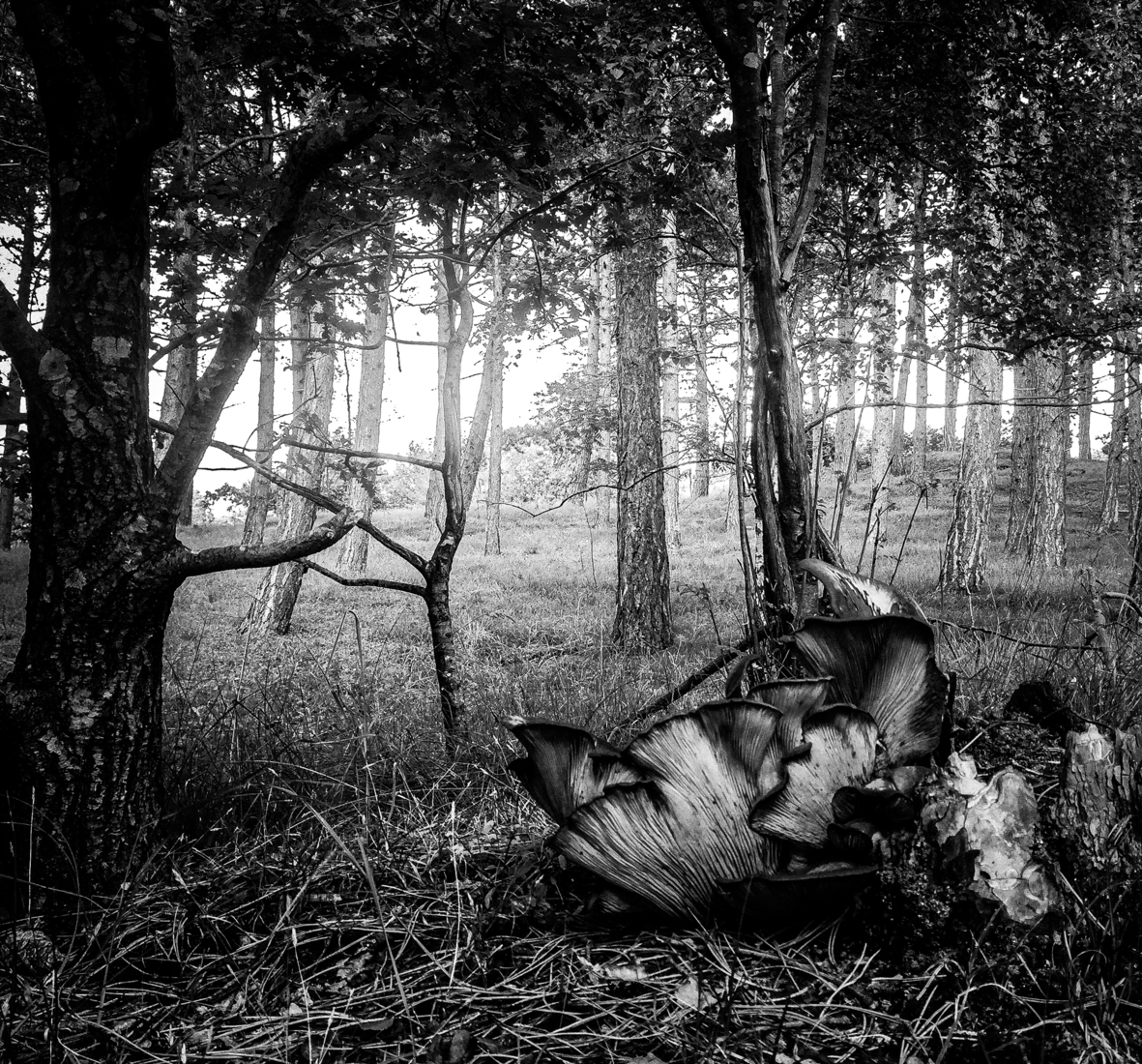 _herfst