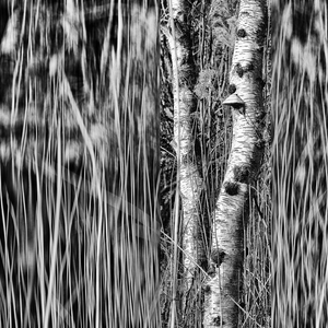 IN PROGRESS
(onderzoek naar maakbaarheid in de natuur)