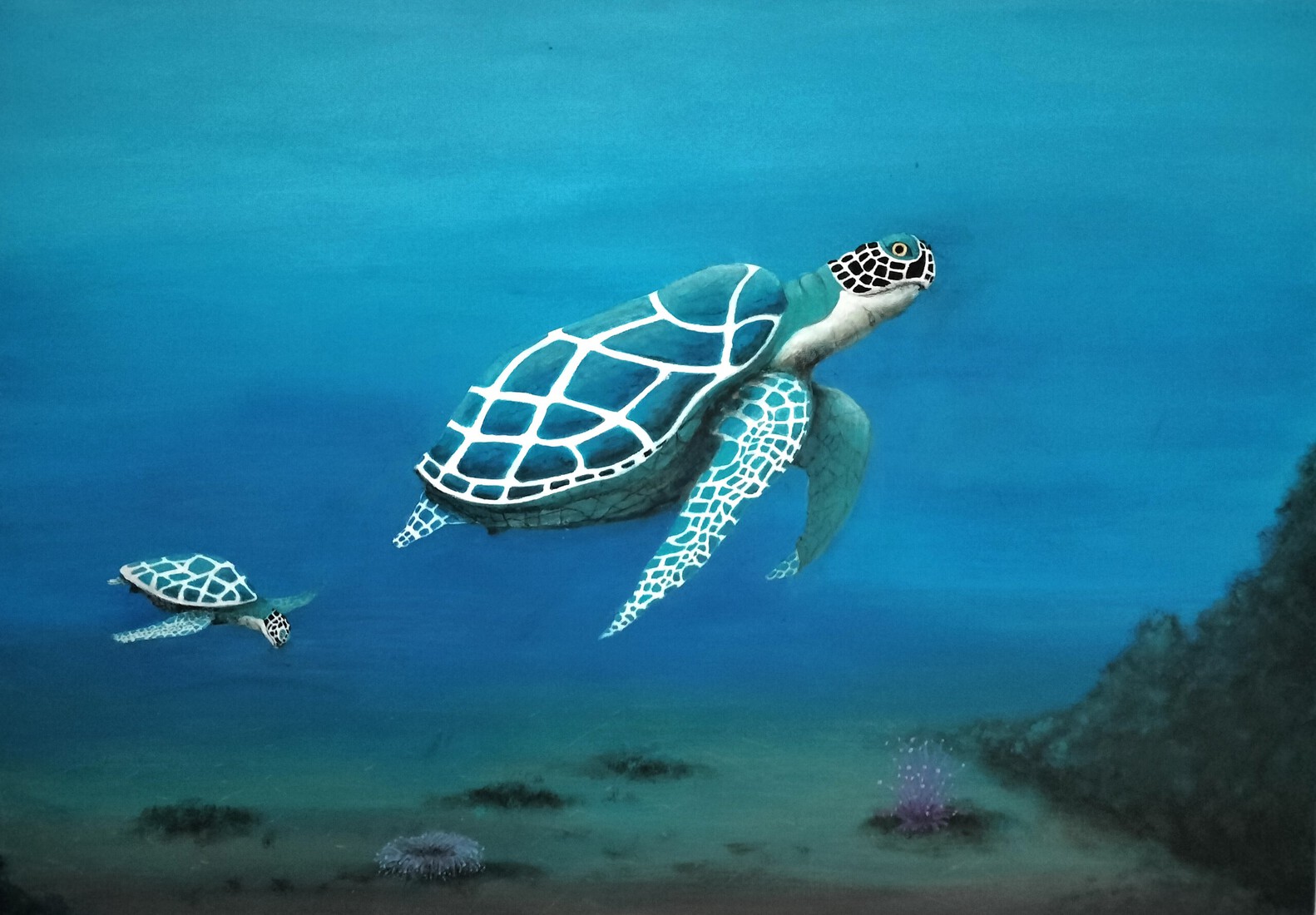 Waterschildpadden in zeeblauw 1