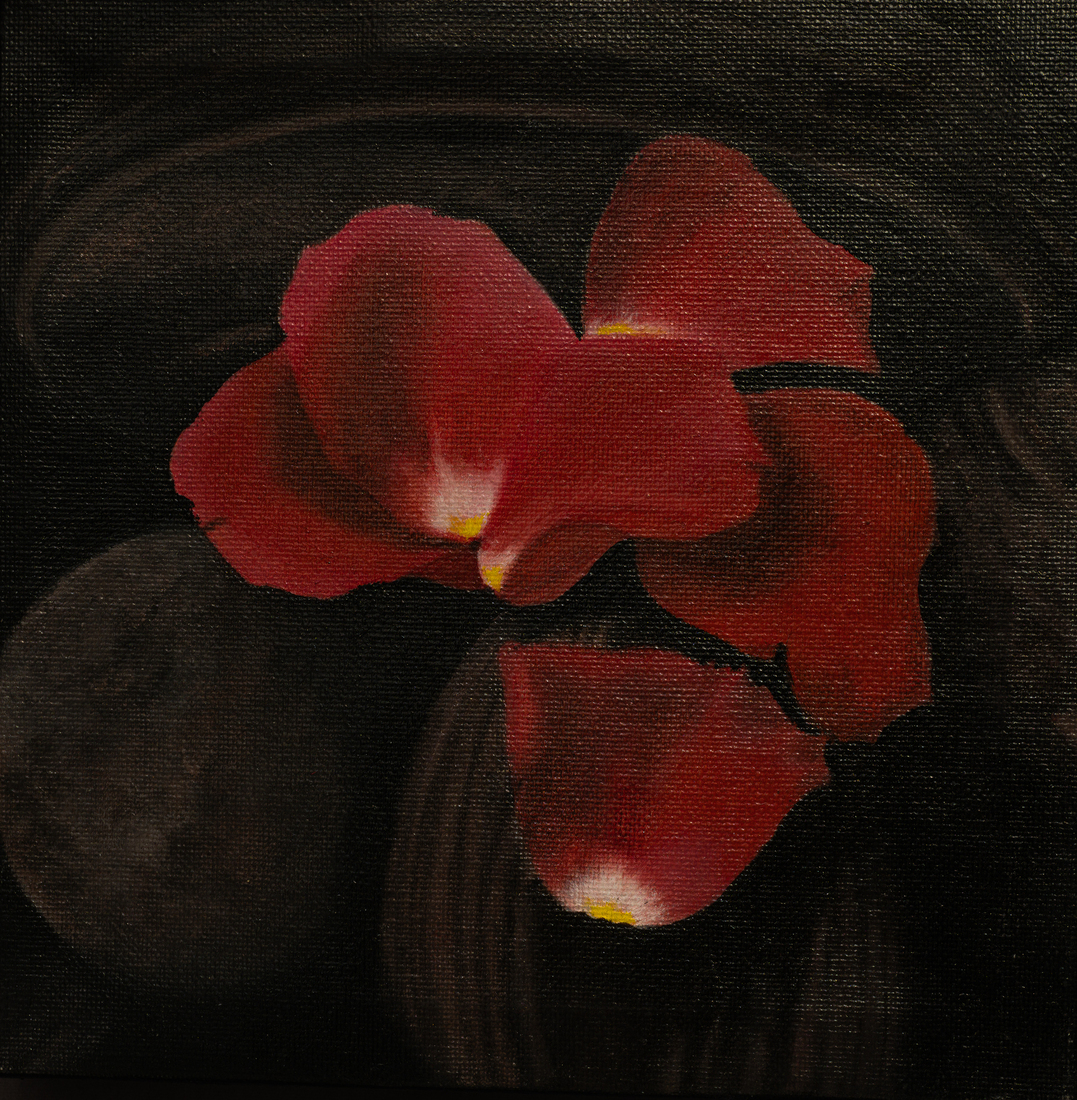 ROZEBLAADJES OP STEEN