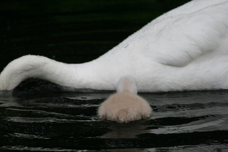 Zwaan design foto abstract