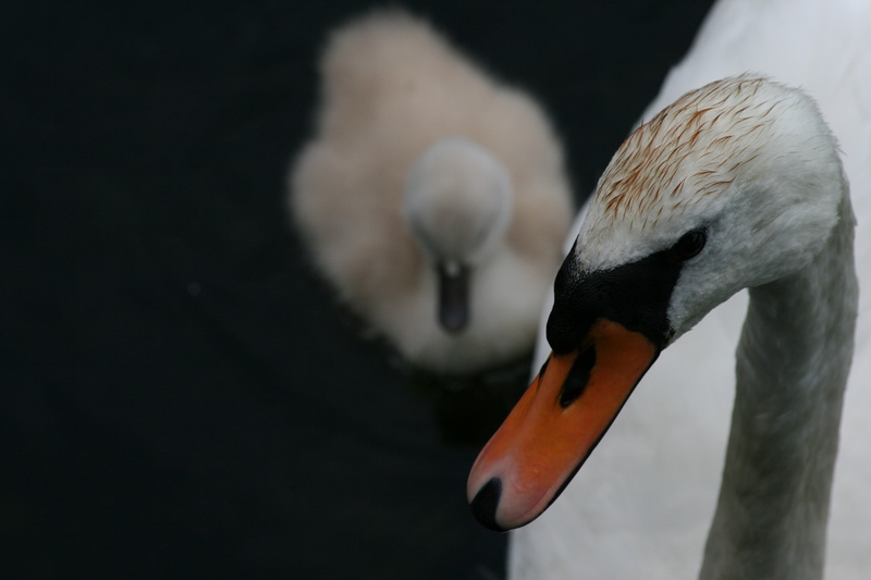 Zwaan met jonge zwaan