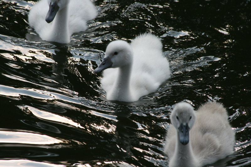 Drie Jonge zwanen