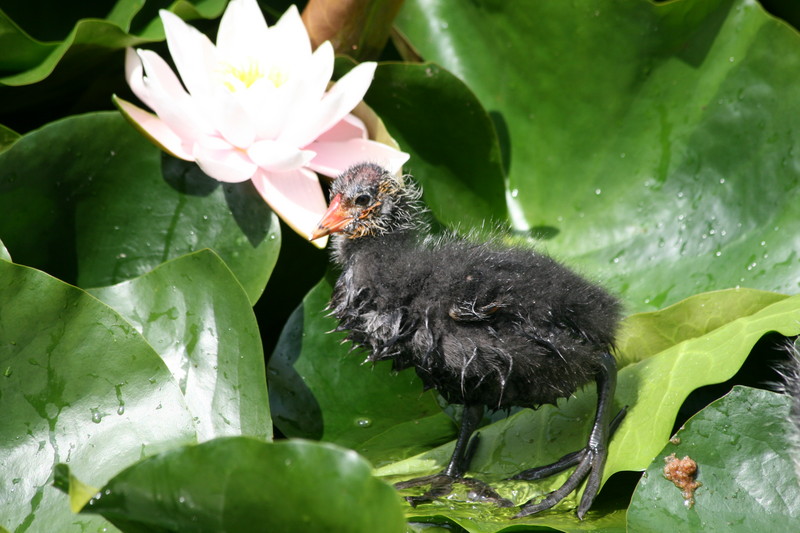 Meerkoet op een lelie