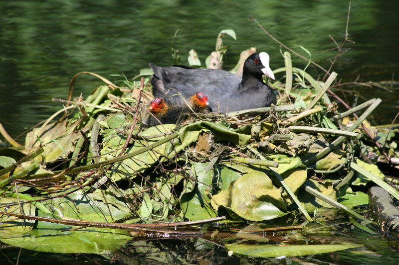 Meerkoet op het nest