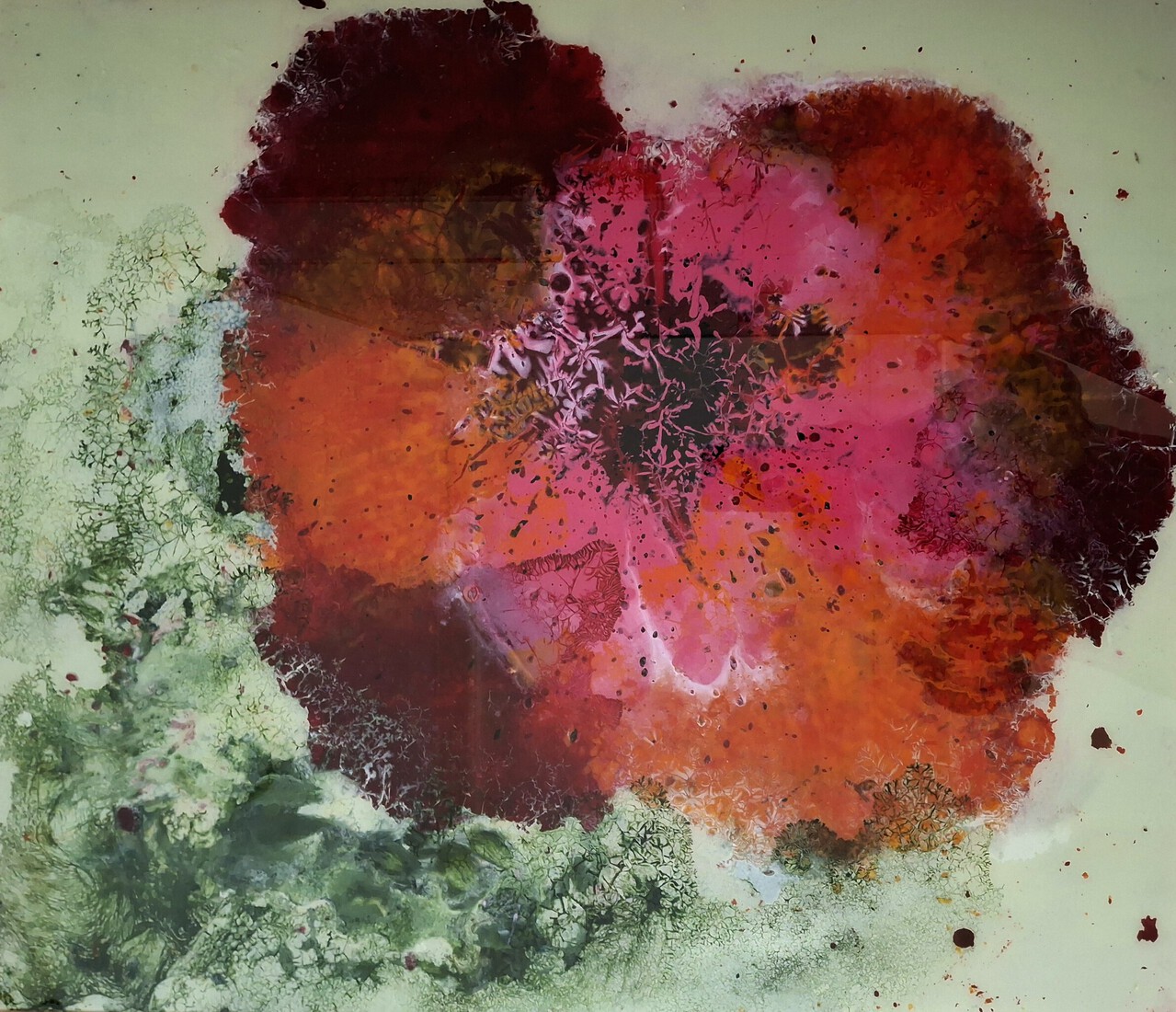 Rosa