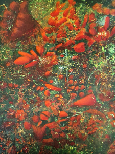 Abstracte werken in diverse technieken.