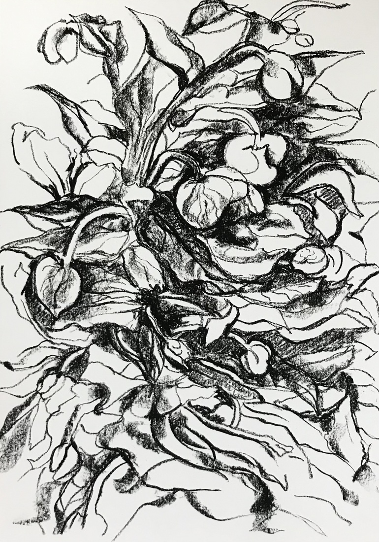 Helleborus 