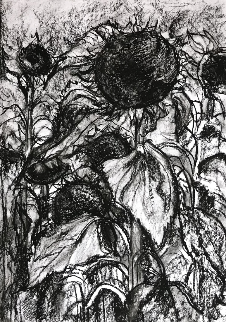 Zonnebloem 