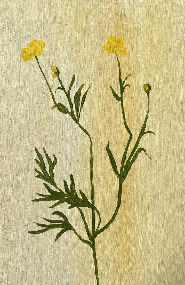 Boterbloem 
