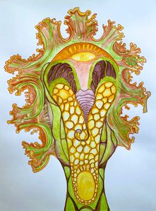 Getekende portretten geïnspireerd op werk van Ernst Heackel