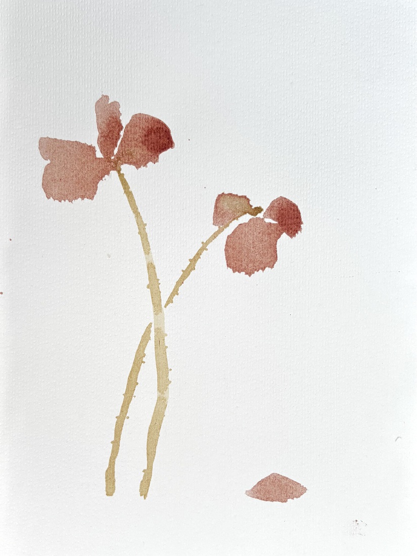 Klaproos I