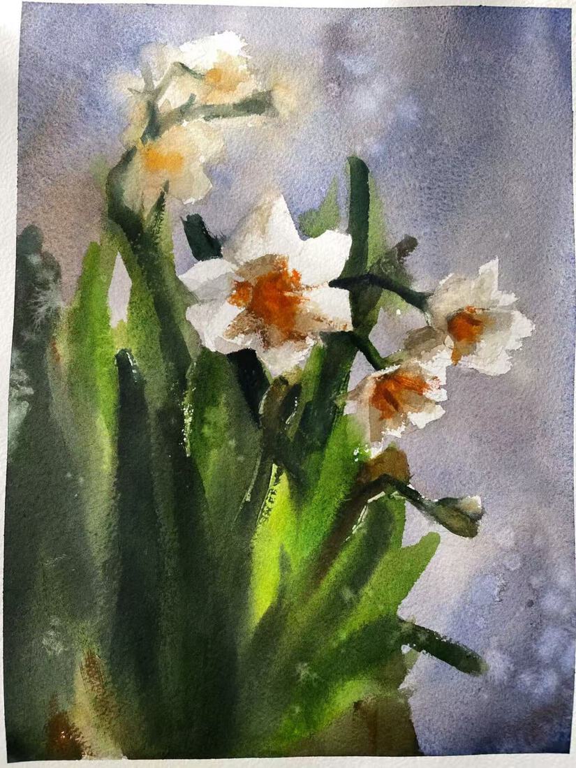 Narcissus