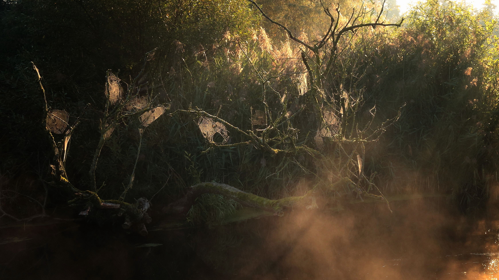 Kracht - Anne Kiwitz