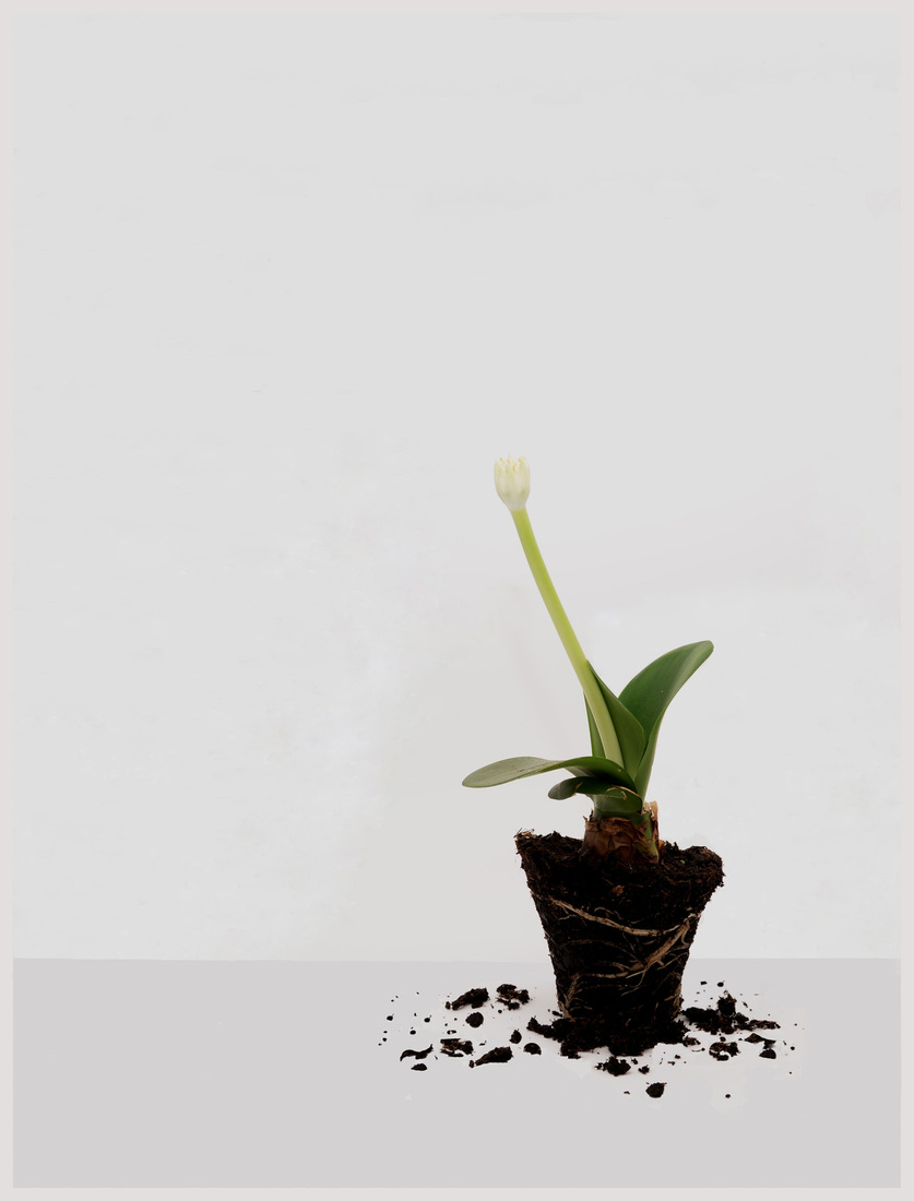 Kracht - Willie Graat