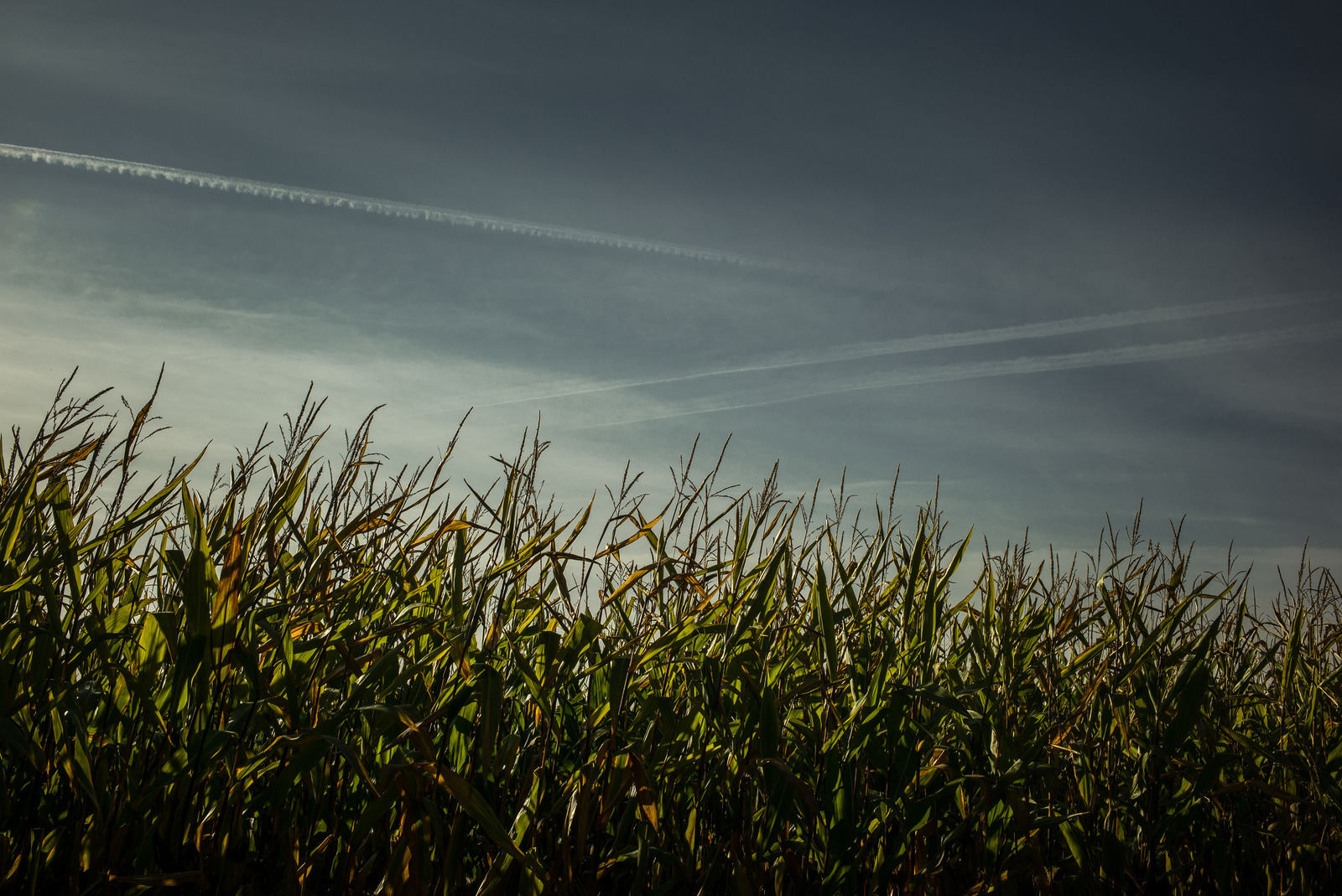 Organisch - Jan Hoetink