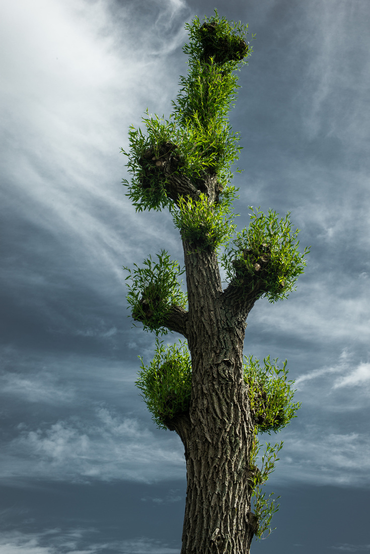 Organisch - Jan Hoetink