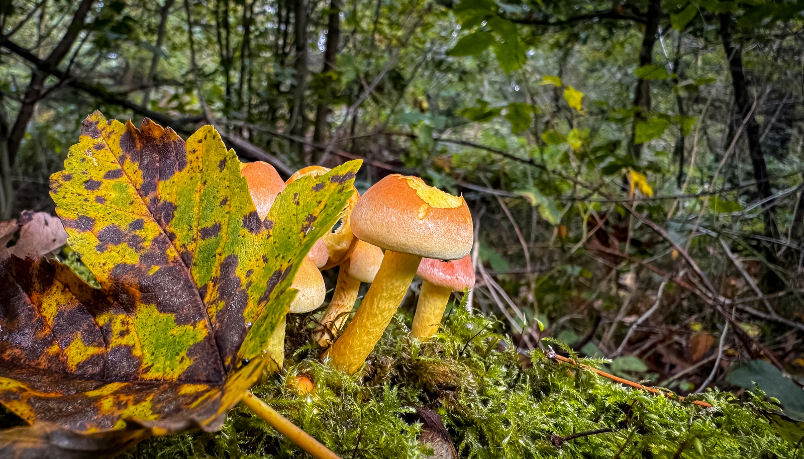 Organisch - Linda Overbeek