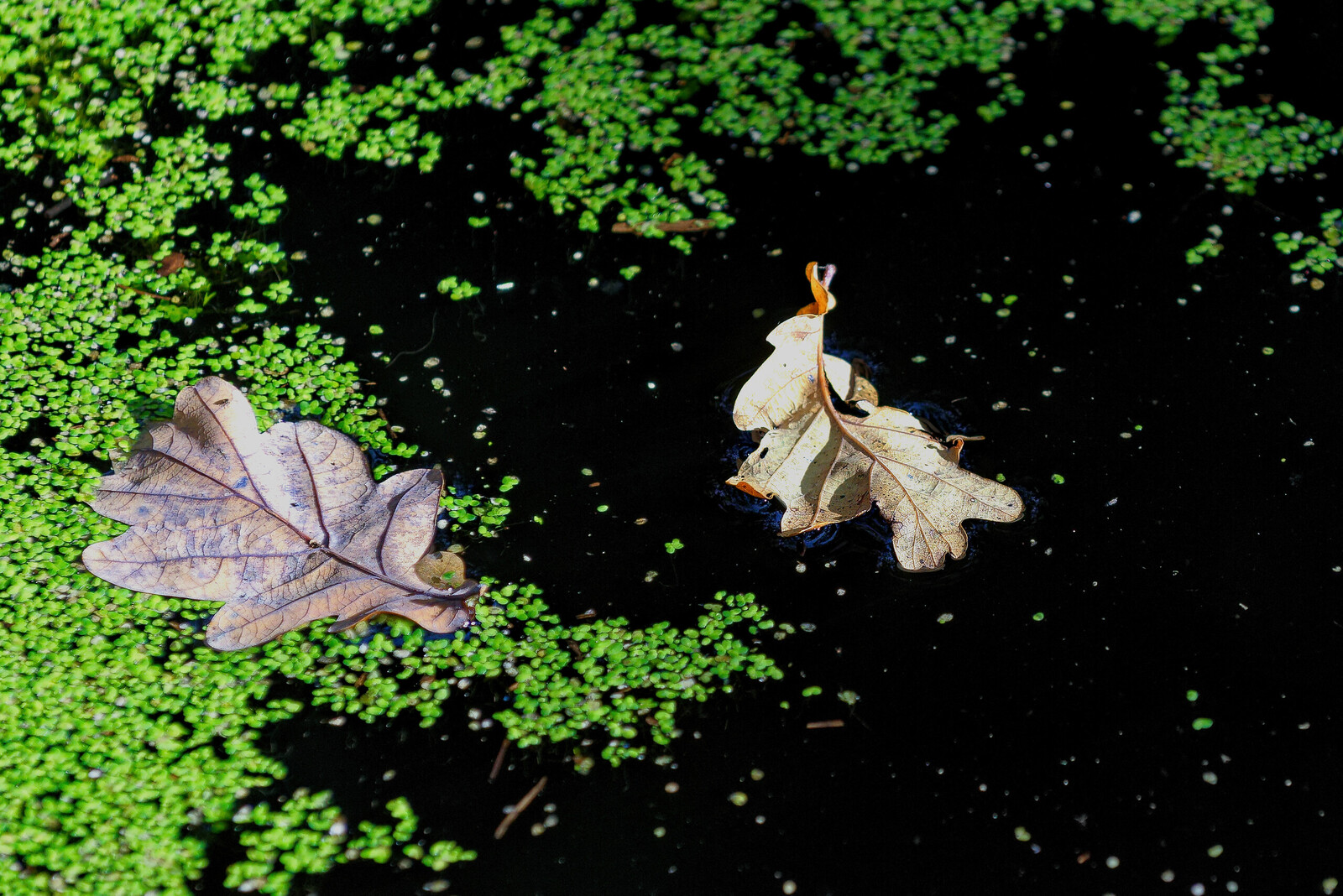 Organisch - Martin van der Kemp