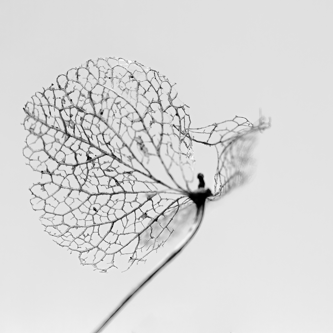 Organisch - Monique Hofstad