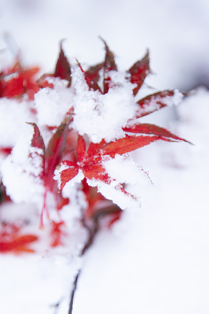 Tijd - Monique Hofstad
