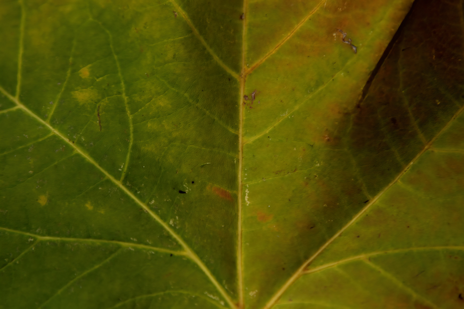 Tijd - Monique Hofstad