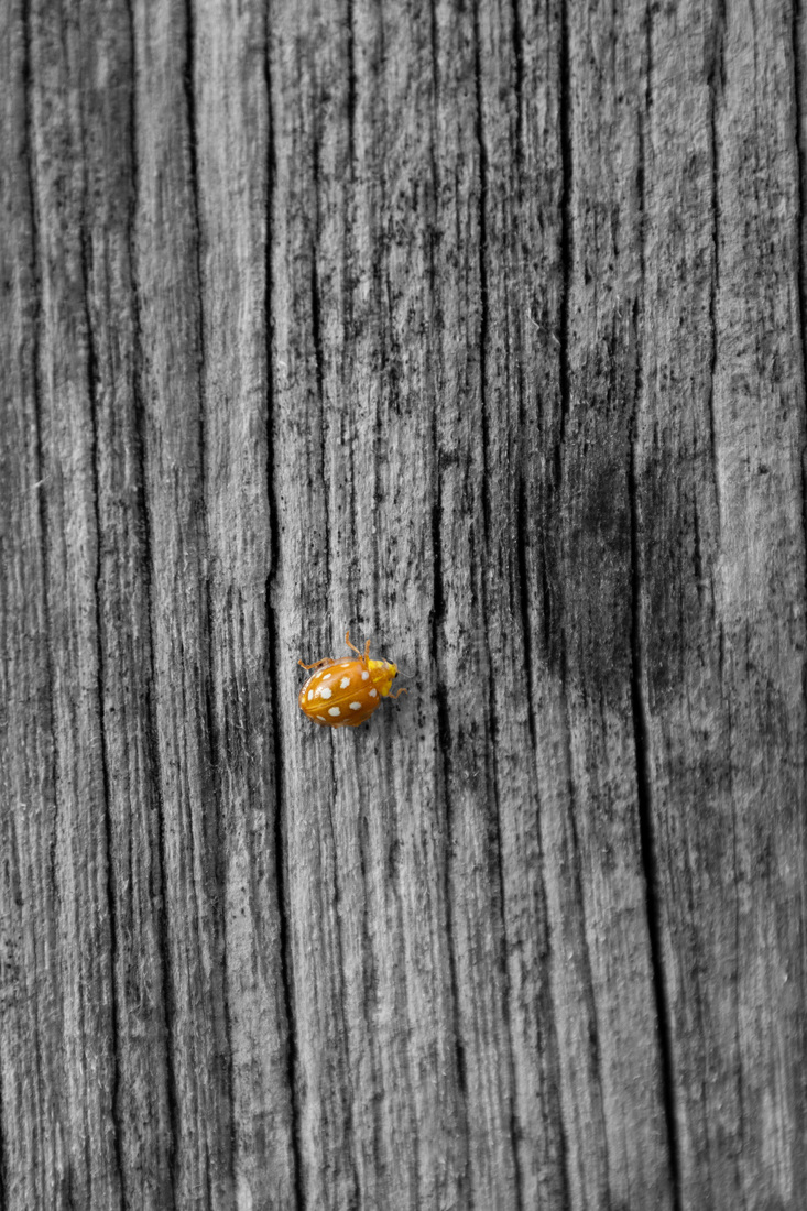 Minimalisme - Karin Ormel