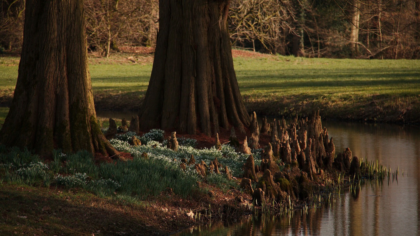 Gulden Snede - Anne Kiwitz