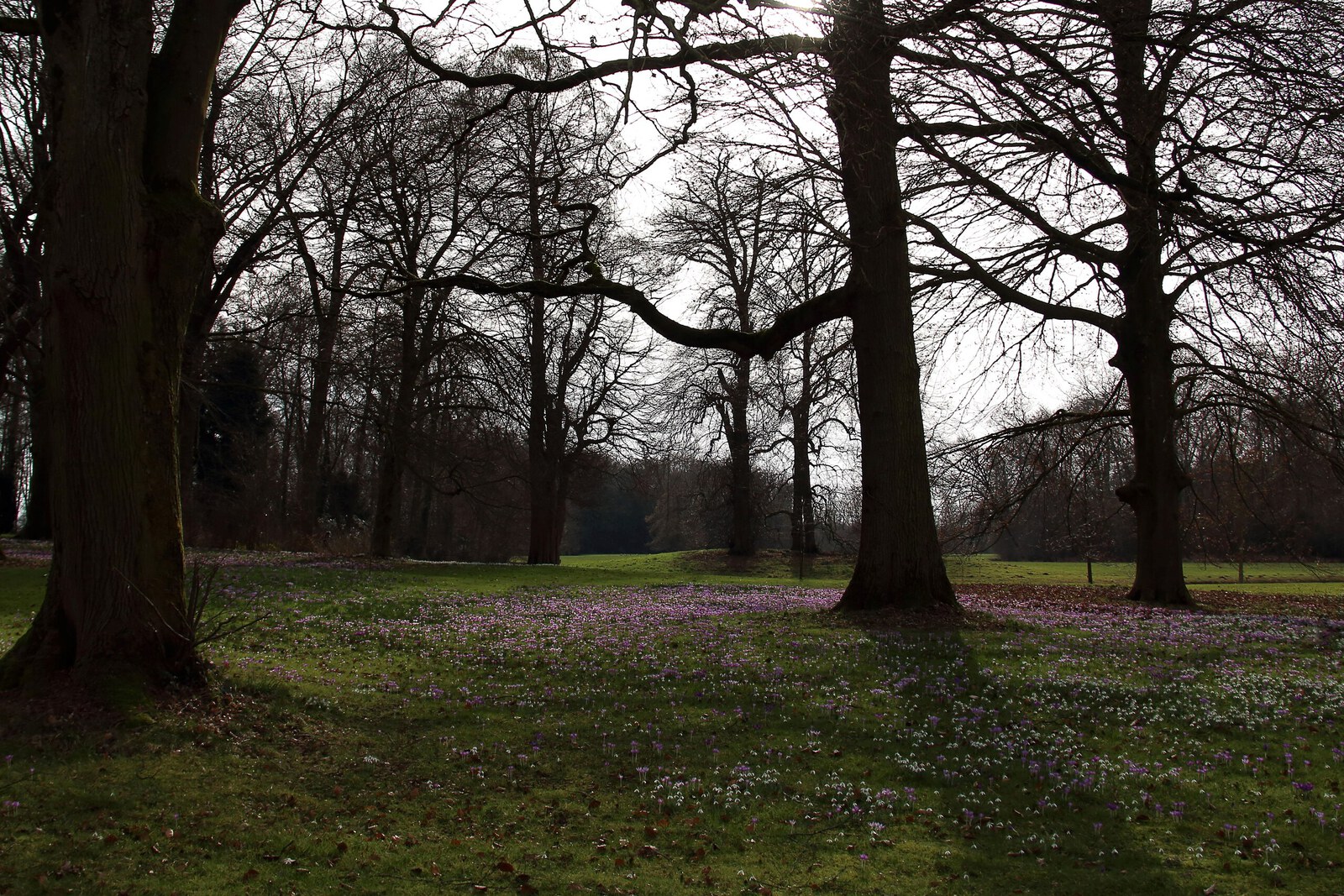 Gulden Snede - Anne Kiwitz