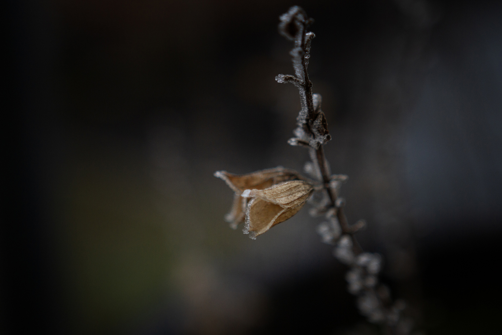 Gulden Snede - Monique Hofstad