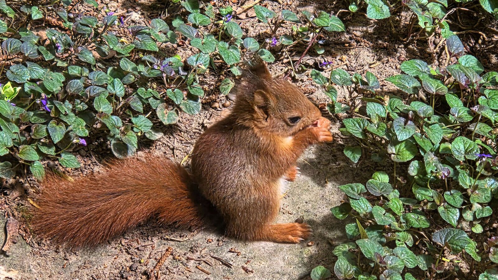 Vrije opdracht - Anne Kiwitz