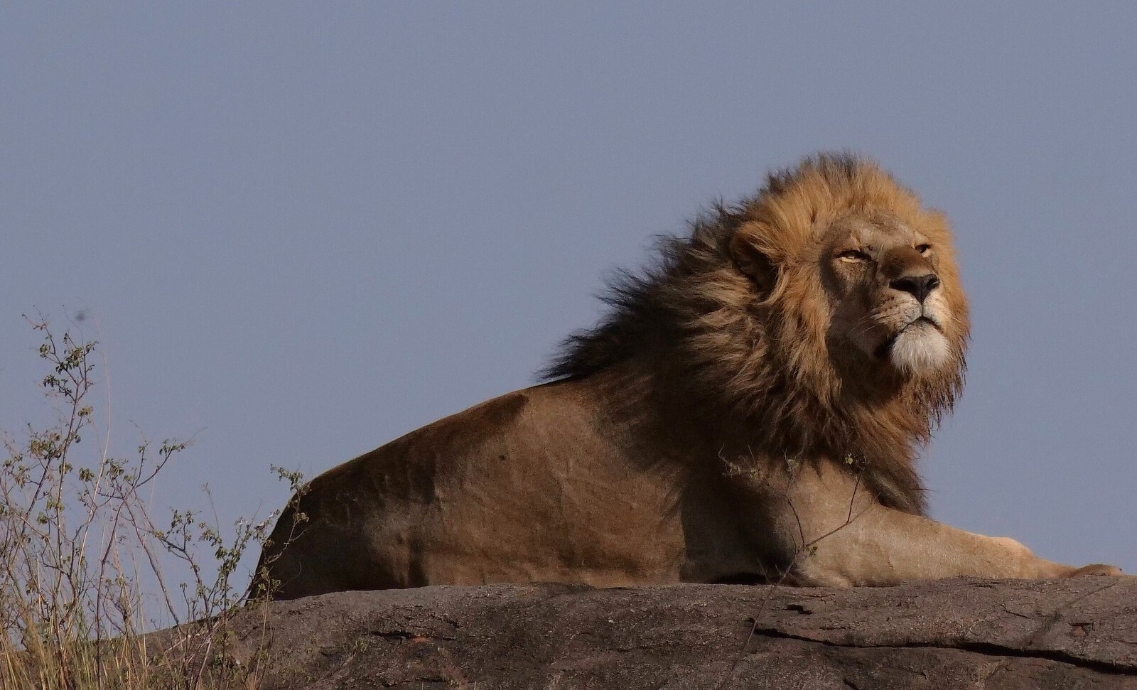 Vrije opdracht - Nico Tiemessen
