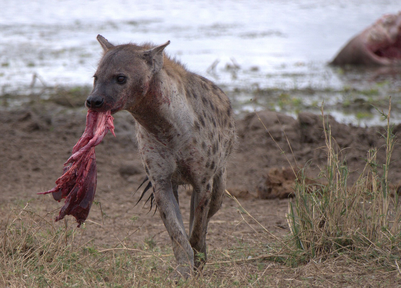 Voedsel - Nico Tiemessen