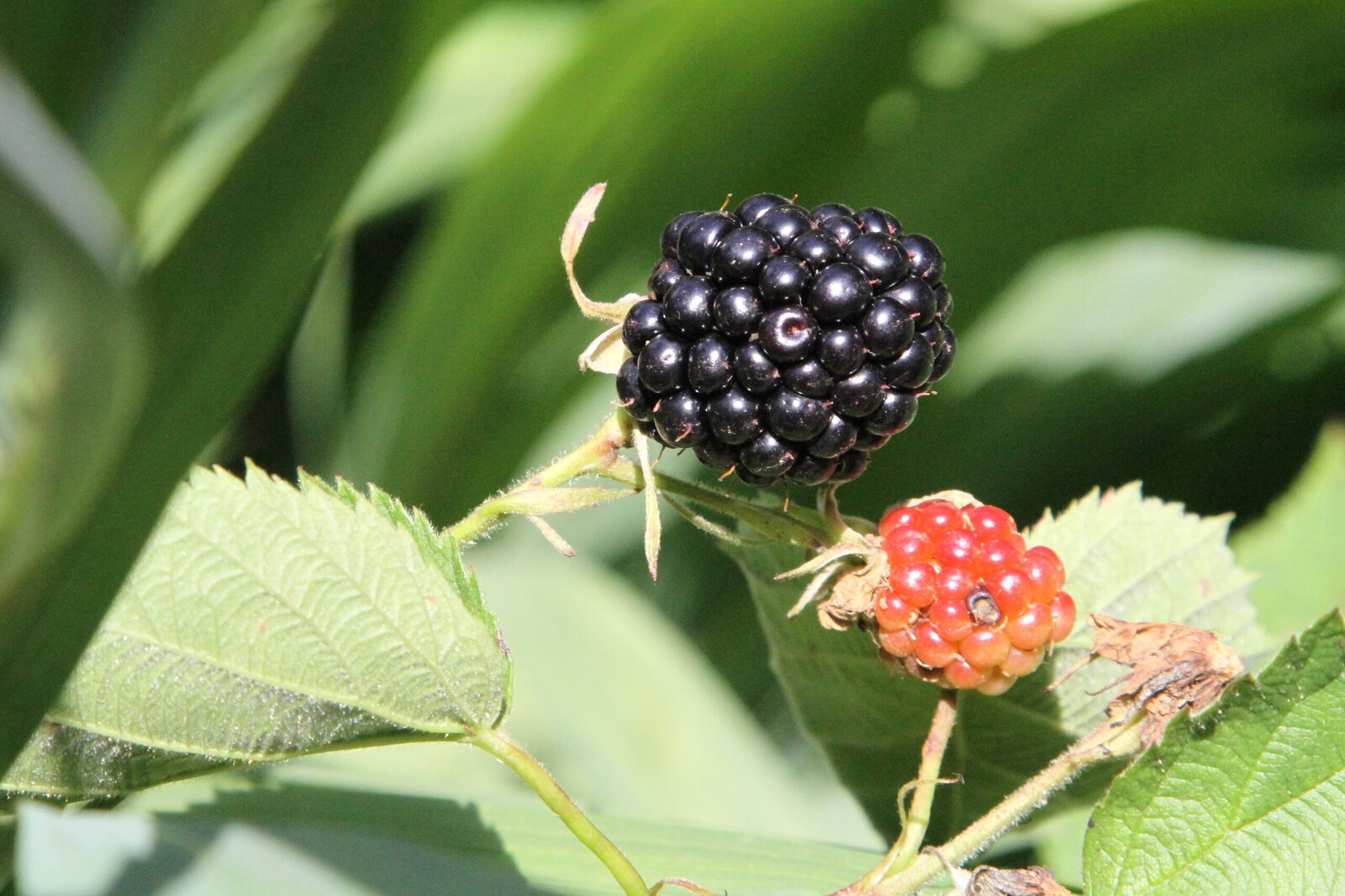 Voedsel - Petra van Loon