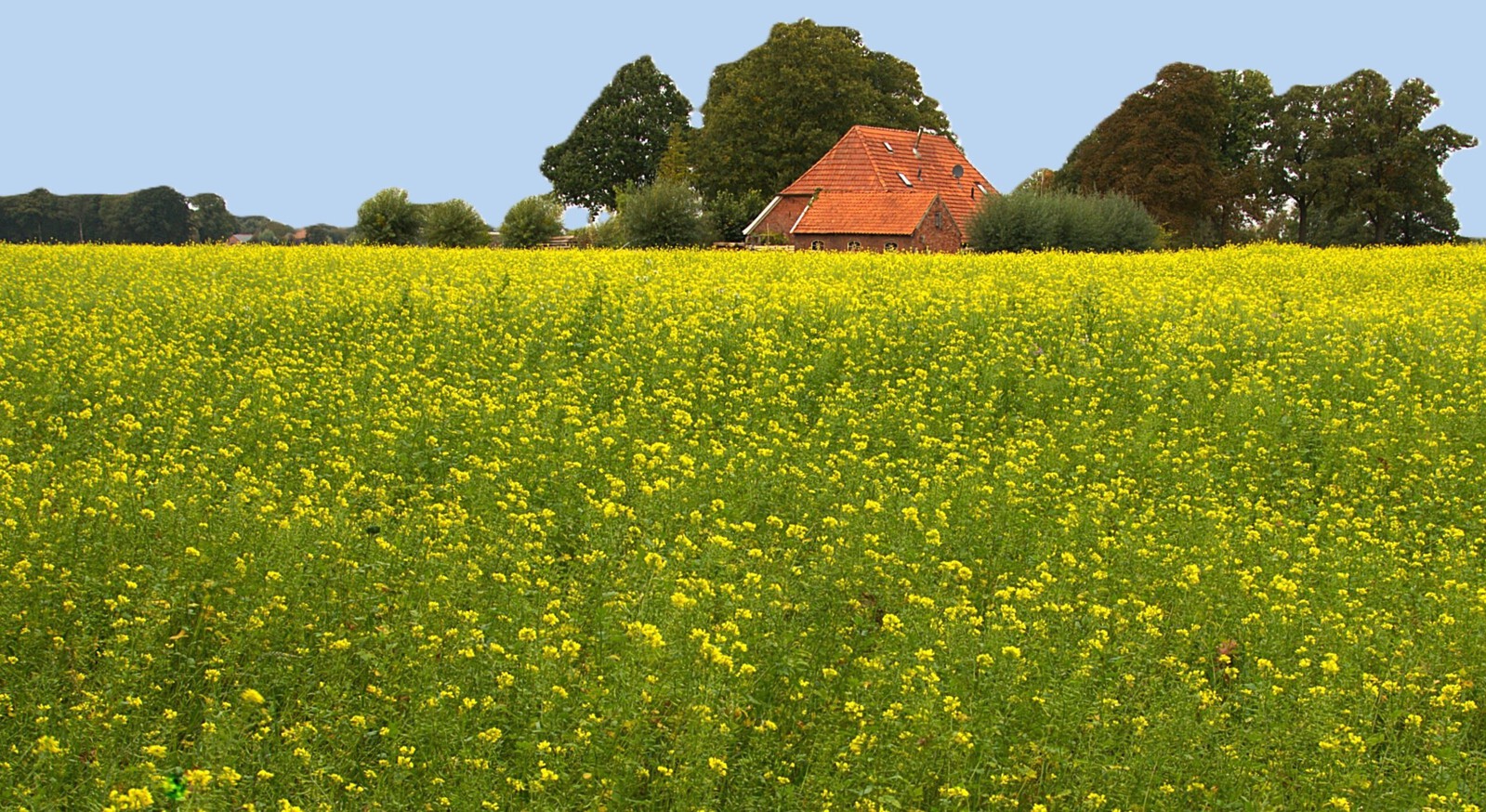 Voedsel - Willie Graat