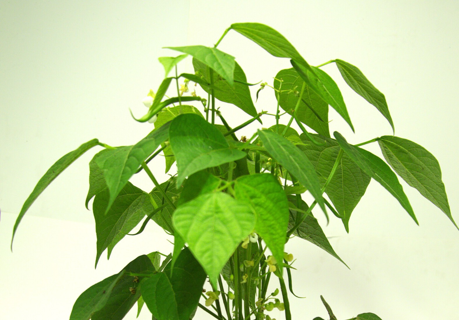 Voedsel - Willie Graat