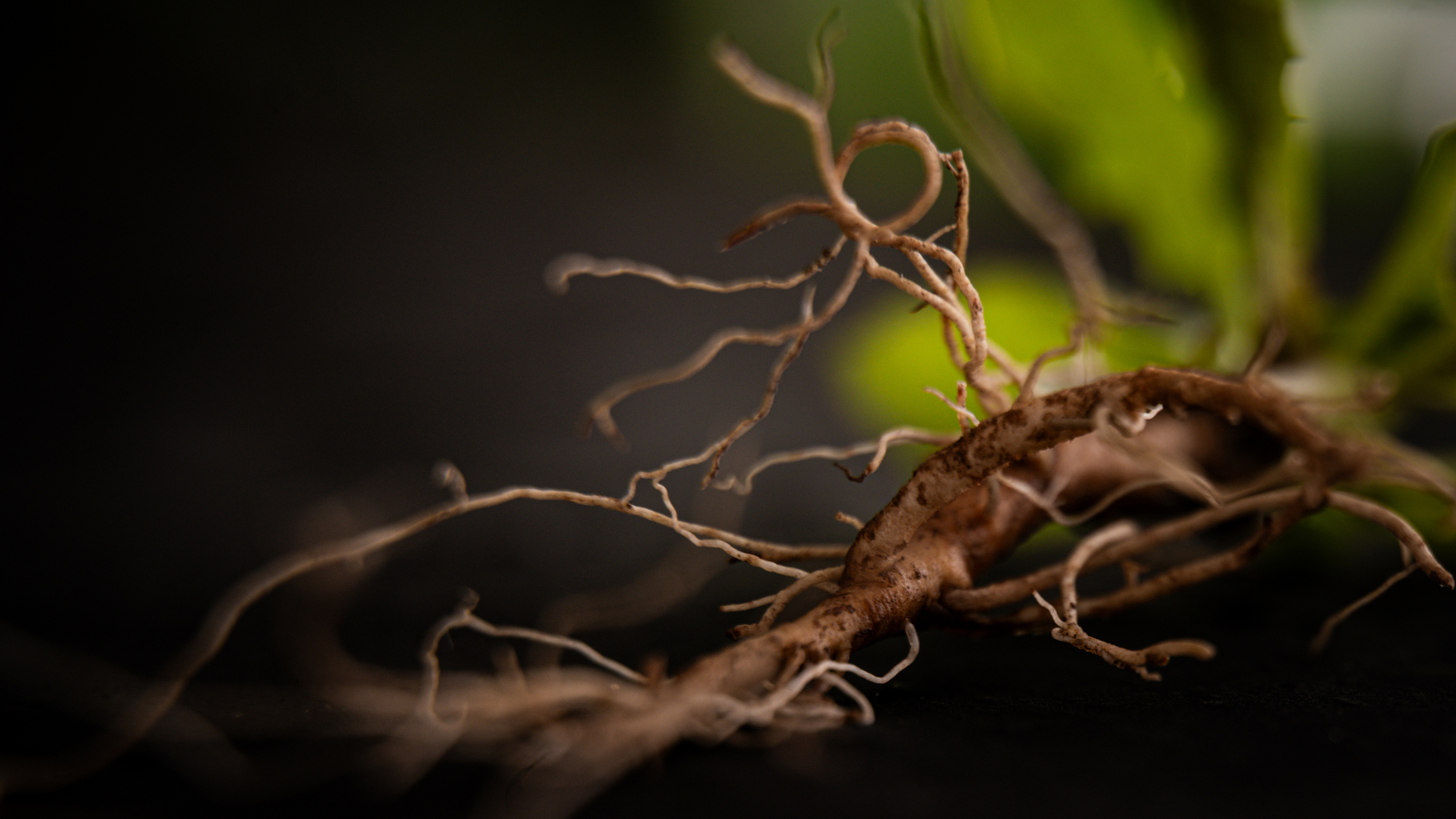 Verbinding - Leontine Ratering