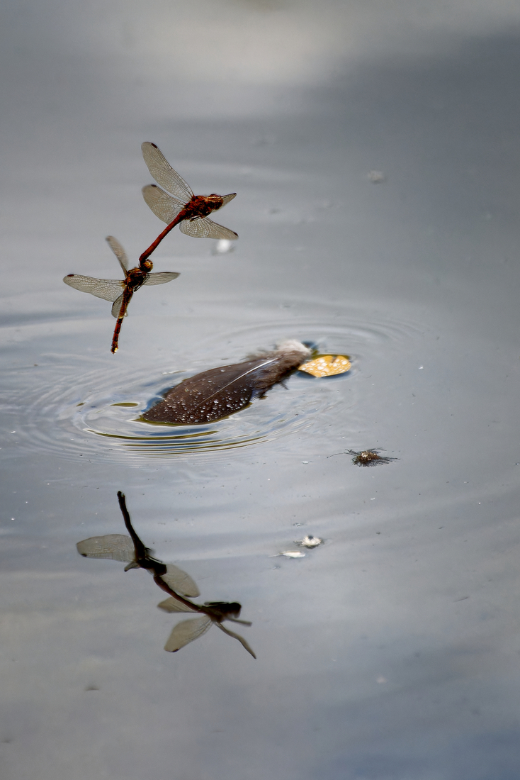 Verbinding - Martin van der Kemp