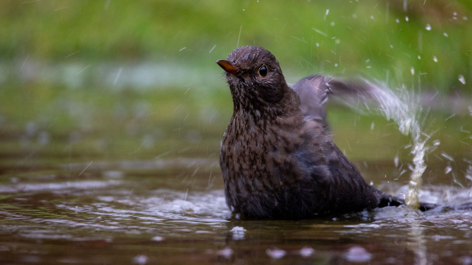 Beweging - Karin Ormel