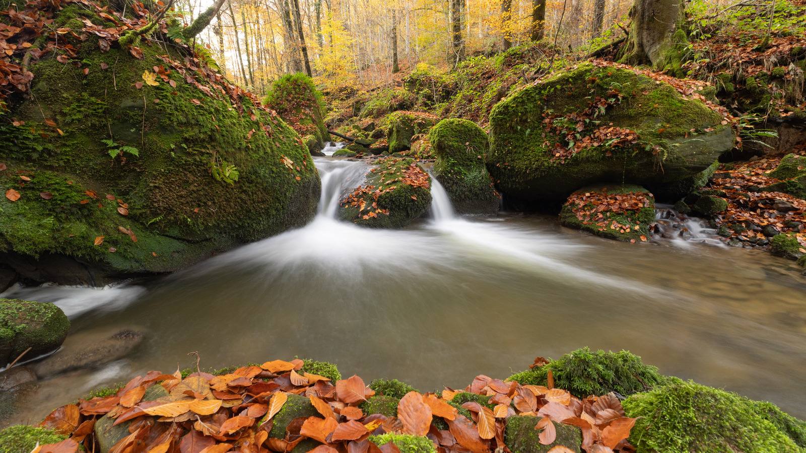 Beweging - Karin Ormel