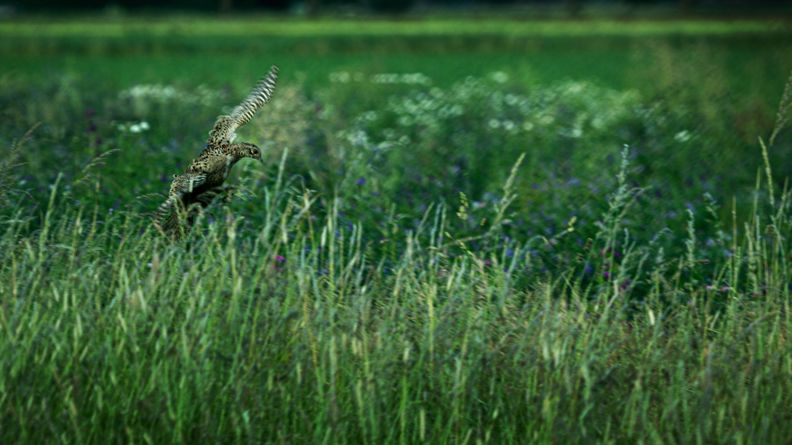 Beweging - Paul Roelofs